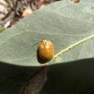 Paropsisterna cloelia at Cooma, NSW - 5 Feb 2023 02:03 PM