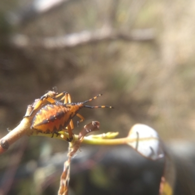 Amorbus alternatus (Eucalyptus Tip Bug) at Cooma, NSW - 5 Feb 2023 by mahargiani