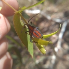 Amorbus (genus) (Eucalyptus Tip bug) at Cooma, NSW - 5 Feb 2023 by mahargiani