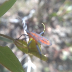 Amorbus (genus) at Cooma, NSW - 5 Feb 2023 03:36 PM