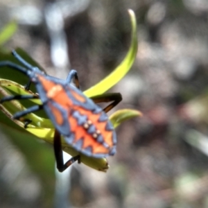 Amorbus (genus) at Cooma, NSW - 5 Feb 2023 03:36 PM