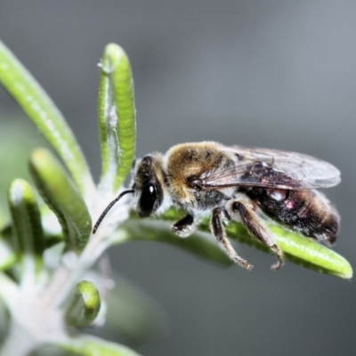 Leioproctus (Leioproctus) amabilis (A plaster bee) at QPRC LGA - 4 Feb 2023 by inquisitive