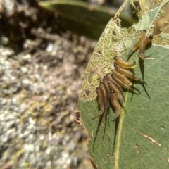 Lophyrotoma sp. (genus) (Sawfly) at Cooma North Ridge Reserve - 5 Feb 2023 by mahargiani