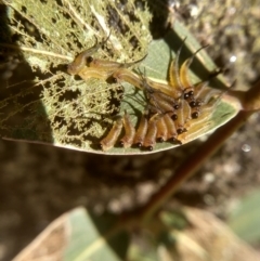 Lophyrotoma sp. (genus) at Cooma, NSW - 5 Feb 2023