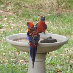 Platycercus elegans (Crimson Rosella) at Conder, ACT - 7 Jan 2023 by MichaelBedingfield