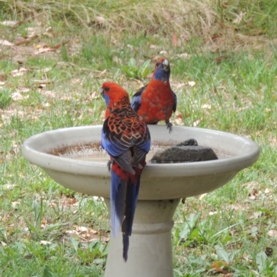 Platycercus elegans (Crimson Rosella) at Conder, ACT - 7 Jan 2023 by michaelb