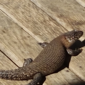 Egernia cunninghami at Bungendore, NSW - 6 Feb 2023