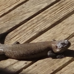 Egernia cunninghami at Bungendore, NSW - 6 Feb 2023