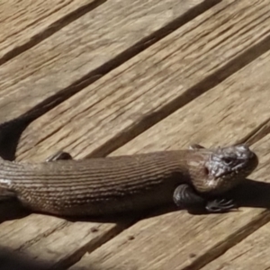 Egernia cunninghami at Bungendore, NSW - 6 Feb 2023 09:50 AM