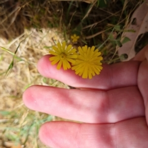 Crepis capillaris at Bungendore, NSW - 7 Jan 2023