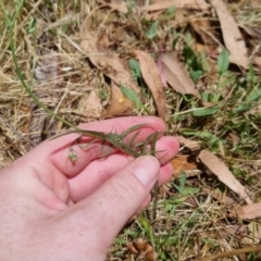 Crepis capillaris at Bungendore, NSW - 7 Jan 2023