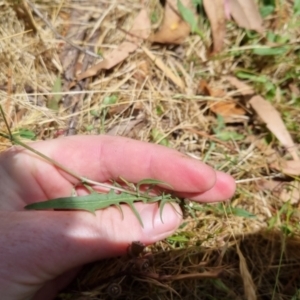 Crepis capillaris at Bungendore, NSW - 7 Jan 2023