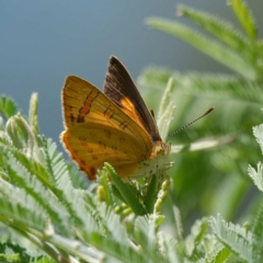 Hypochrysops byzos (Yellow Jewel) by DPRees125