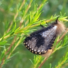 Epicoma contristis (Yellow-spotted Epicoma Moth) at Holt, ACT - 6 Feb 2023 by trevorpreston