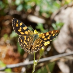 Oreixenica kershawi (Striped Xenica) at Namadgi National Park - 5 Feb 2023 by DPRees125