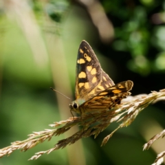 Oreixenica kershawi at Cotter River, ACT - 5 Feb 2023