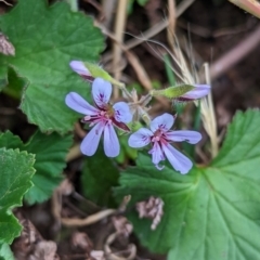 Pelargonium australe (Austral Stork's-bill) at Stromlo, ACT - 29 Nov 2022 by mainsprite