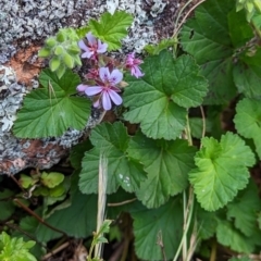 Pelargonium australe at Stromlo, ACT - 29 Nov 2022