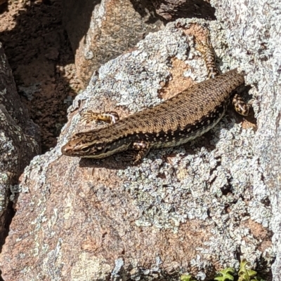 Eulamprus heatwolei (Yellow-bellied Water Skink) at Stromlo, ACT - 28 Nov 2022 by mainsprite