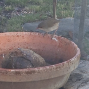 Malurus cyaneus at Bungendore, NSW - 6 Feb 2023