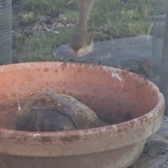 Malurus cyaneus at Bungendore, NSW - 6 Feb 2023