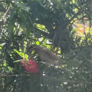 Caligavis chrysops at Bungendore, NSW - 6 Feb 2023