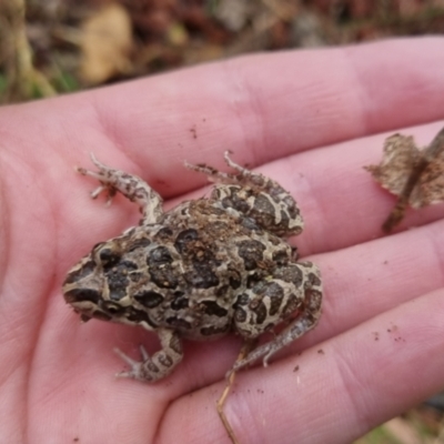 Limnodynastes tasmaniensis (Spotted Grass Frog) at Bungendore, NSW - 23 Jan 2023 by clarehoneydove