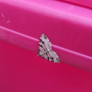 Epyaxa subidaria at Bungendore, NSW - 27 Dec 2022