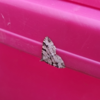 Epyaxa subidaria (Subidaria Moth) at Bungendore, NSW - 27 Dec 2022 by clarehoneydove