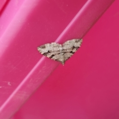 Epyaxa subidaria at Bungendore, NSW - 27 Dec 2022