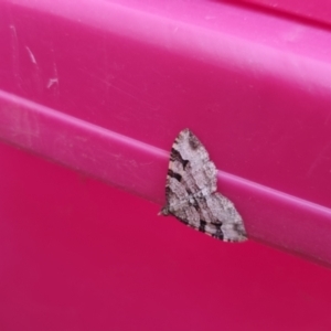 Epyaxa subidaria at Bungendore, NSW - 27 Dec 2022