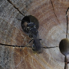 Pison sp. (genus) (Black mud-dauber wasp) at Bungendore, NSW - 7 Feb 2023 by inquisitive