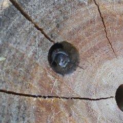 Pison sp. (genus) at Bungendore, NSW - 7 Feb 2023 03:03 PM