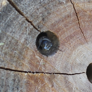 Pison sp. (genus) at Bungendore, NSW - 7 Feb 2023