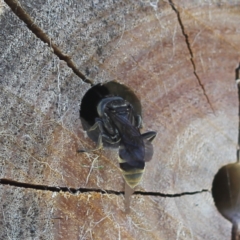 Pison sp. (genus) at Bungendore, NSW - 7 Feb 2023 03:03 PM