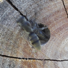 Pison sp. (genus) at Bungendore, NSW - 7 Feb 2023 03:03 PM