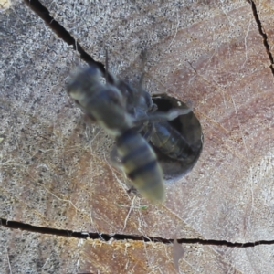 Pison sp. (genus) at Bungendore, NSW - 7 Feb 2023