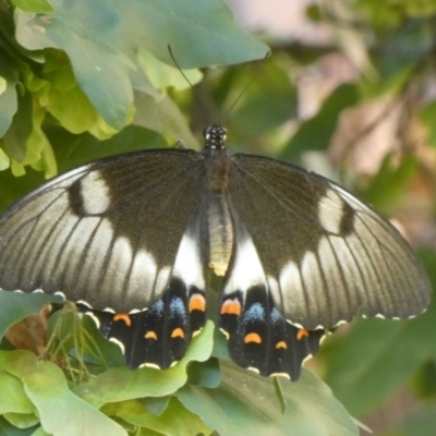 Papilio aegeus (Orchard Swallowtail, Large Citrus Butterfly) at Queanbeyan, NSW - 6 Feb 2023 by Paul4K