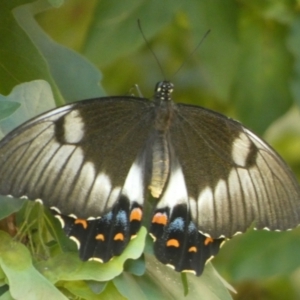 Papilio aegeus at Queanbeyan, NSW - 6 Feb 2023