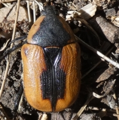 Chondropyga dorsalis (Cowboy beetle) at QPRC LGA - 5 Feb 2023 by Paul4K