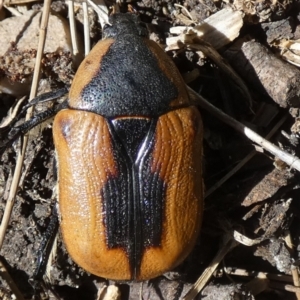 Chondropyga dorsalis at Queanbeyan, NSW - 6 Feb 2023