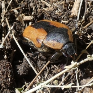 Chondropyga dorsalis at Queanbeyan, NSW - 6 Feb 2023