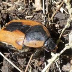 Chondropyga dorsalis at Queanbeyan, NSW - suppressed