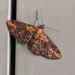 Pasiphilodes testulata (Pome looper) at Jindabyne, NSW - 5 Feb 2023 by HelenCross