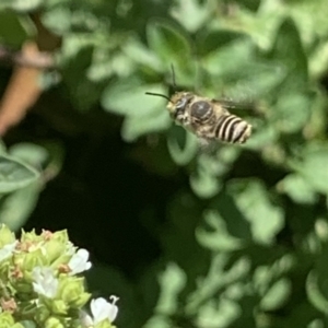 Megachile (Eutricharaea) sp. (genus & subgenus) at Dulwich Hill, NSW - suppressed