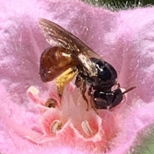 Exoneura sp. (genus) at Dulwich Hill, NSW - suppressed