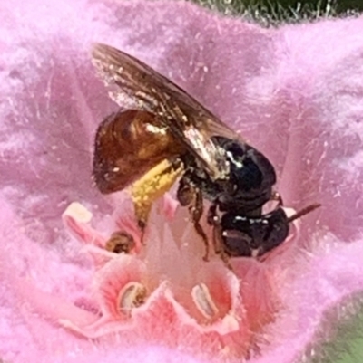 Exoneura sp. (genus) (A reed bee) at Dulwich Hill, NSW - 8 Jan 2023 by JudeWright