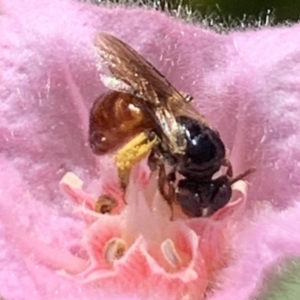 Exoneura sp. (genus) at Dulwich Hill, NSW - suppressed