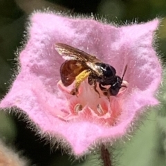 Exoneura sp. (genus) at Dulwich Hill, NSW - 8 Jan 2023