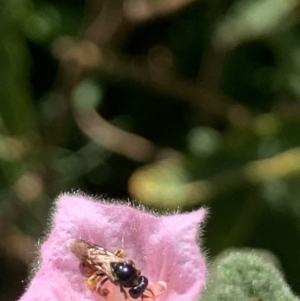 Exoneura sp. (genus) at Dulwich Hill, NSW - suppressed